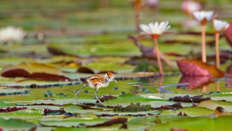Charming Bird Beneath Water Lilies wallpaper