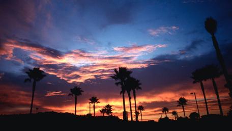 Serene Sunset Palm Tree Silhouette Artistry wallpaper