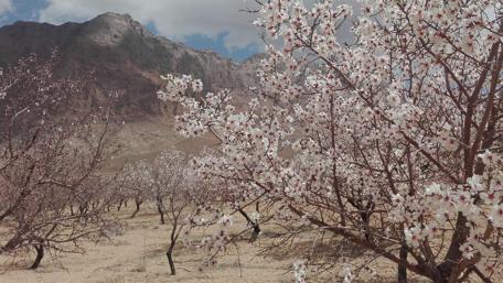 Blooming Blossoms in a Mountain Landscape wallpaper