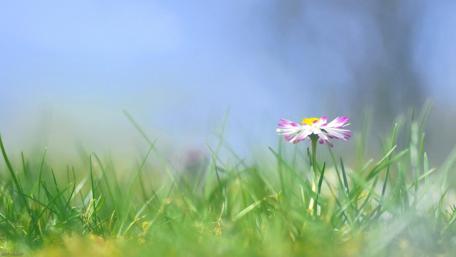 Delicate Flower Amidst Green Grass Sheltering Beauty wallpaper