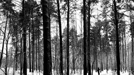 Winter Serenity in Siberian Forest wallpaper