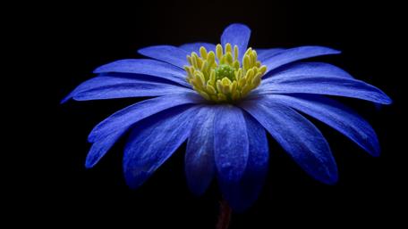 Blooming Elegance in Vivid Blue and Yellow wallpaper