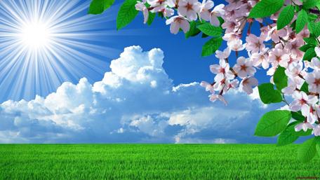 Springtime Blossom Brilliance wallpaper