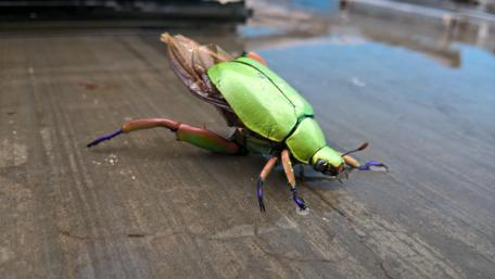 Vibrant Green Beetle in Nature's Glory wallpaper