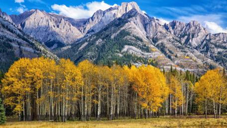 Autumn Splendor in Aspen Colorado wallpaper
