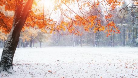 Winter's Embrace: Snowy Maple Field wallpaper