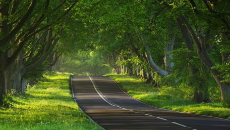 A Serene Journey Through the Green Lane wallpaper