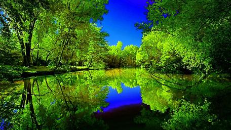 Tranquil Lake Reflection in Summer Forest wallpaper