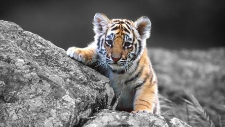 Peeking Tiger Cub in Black and White wallpaper