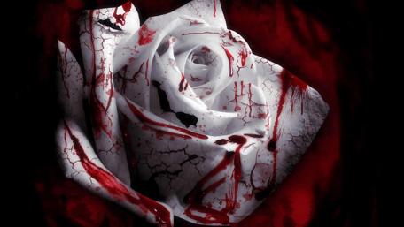 Bloody white rose wallpaper