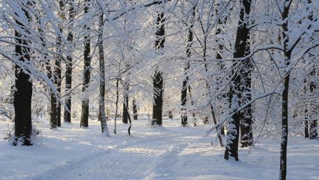 Winter Wonderland Pathway through the Forest wallpaper