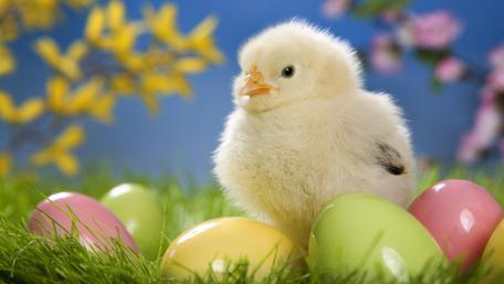 Easter Joy with Fluffy Poult wallpaper