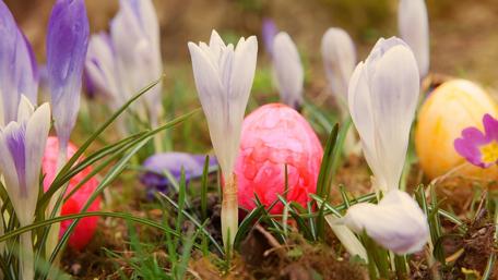 Easter Blooming Joyful Scene wallpaper