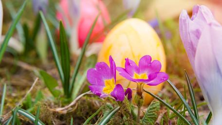 Easter Blooms and Colorful Eggs in Springtime Delight wallpaper