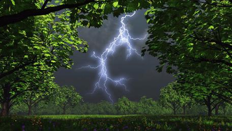 Electric Fury Amidst Tranquil Woods wallpaper