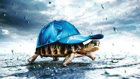 Turtle Braving the Rain in Style wallpaper