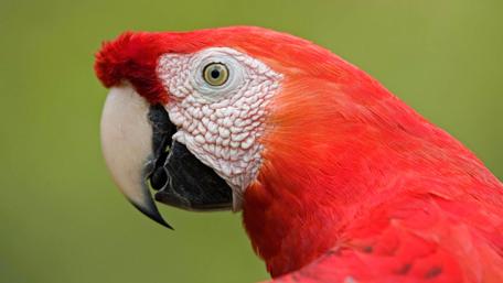 Vibrant Scarlet Macaw Close-Up Wallpaper wallpaper