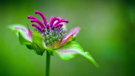 Vivid Bloom in Macro Focus wallpaper