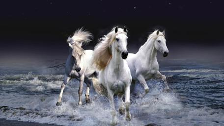 Gallop through the Night wallpaper