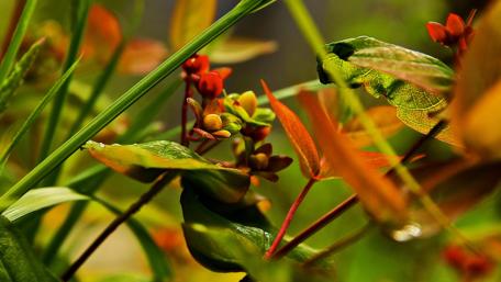 Vibrant Flora in Nature's Embrace wallpaper