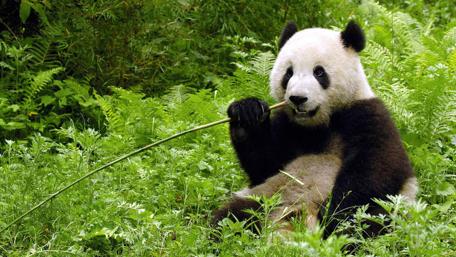 Panda's Serene Snack Time wallpaper