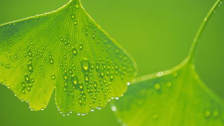 Nature's Refreshing Elegance of Water Drops wallpaper