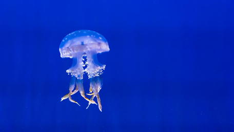 Graceful Jellyfish in Deep Blue Waters wallpaper