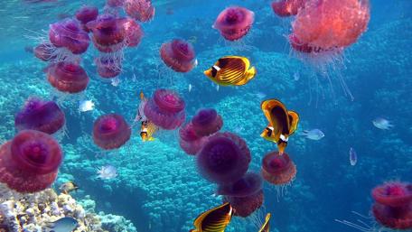 Jellyfish and Fish in Underwater Paradise wallpaper