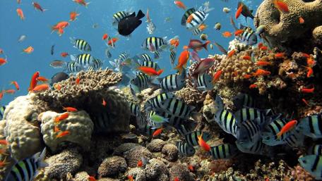 Vibrant Underwater Wonderland wallpaper