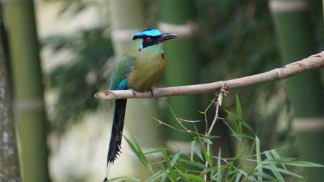 Vibrant Amazonian Motmot Perched on a Branch wallpaper
