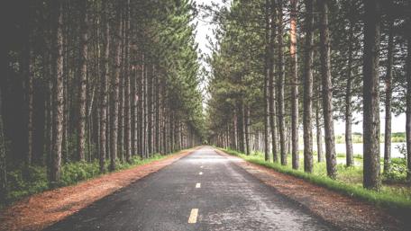 Pine-Filled Pathway to Infinity wallpaper
