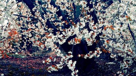 Spring Blossom on a Gloomy Day wallpaper