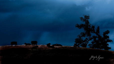 Dark Serenity of Cattle at Dusk wallpaper