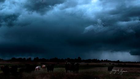 Moody Skies Over Tranquil Pastures wallpaper