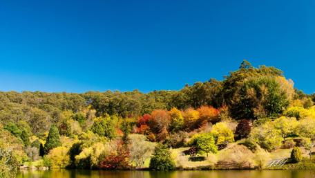 Vibrant Autumn Serenity in Nature's Embrace wallpaper