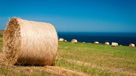Golden Bales by the Sea wallpaper