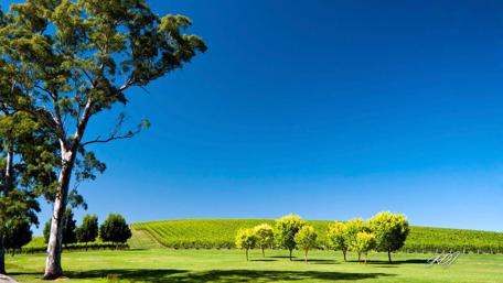 Verdant Vineyard Under Clear Blue Sky wallpaper