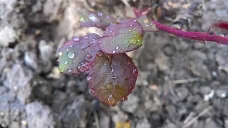 Nature's Refreshing Embrace in Drops of Water wallpaper
