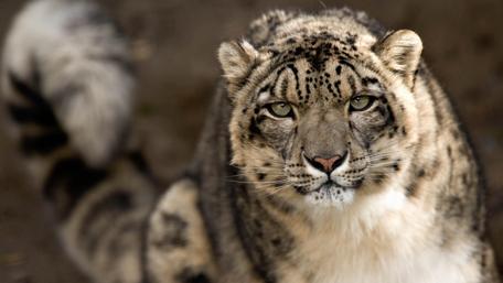 Majestic Snow Leopard in the Wild wallpaper