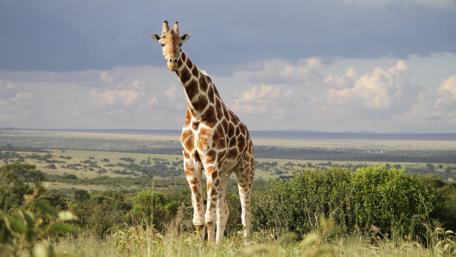 Majestic Giraffe in Vibrant Landscape wallpaper