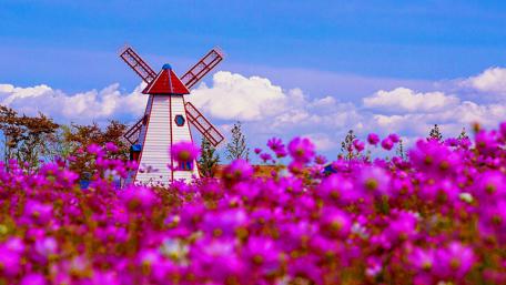 Windmill Amidst Blooming Fields wallpaper