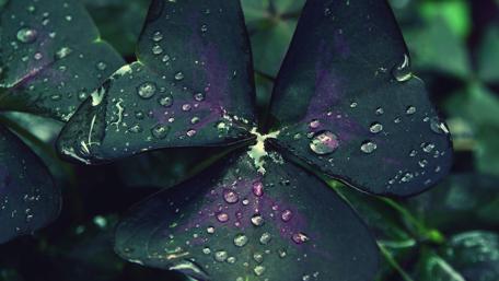 Morning Dew on Purple Leaves wallpaper