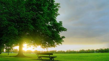 Serene Sunset Beneath a Majestic Tree wallpaper