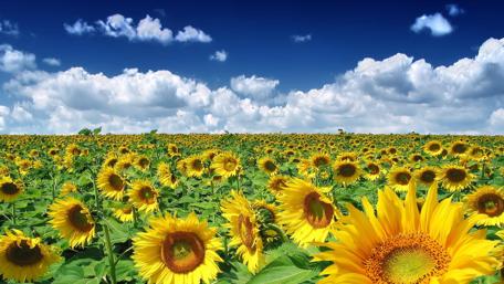 Sunflower Field wallpaper