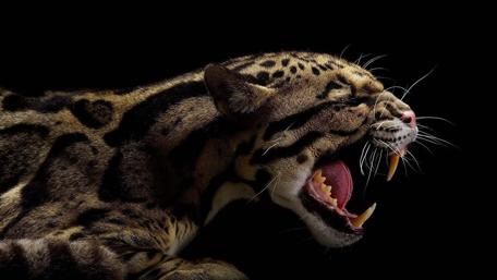 Fierce Jaguar Roar in the Shadows wallpaper