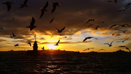 Golden Sunset Over the Sea with Seagulls Flying Free wallpaper