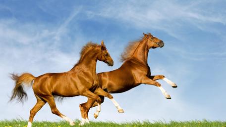 Majestic Horses Frolicking Under Blue Skies wallpaper