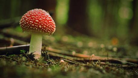 Vibrant Red Poison Mushroom in Enchanted Forest wallpaper