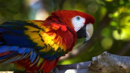 Vibrant Parrot in Natural Habitat wallpaper
