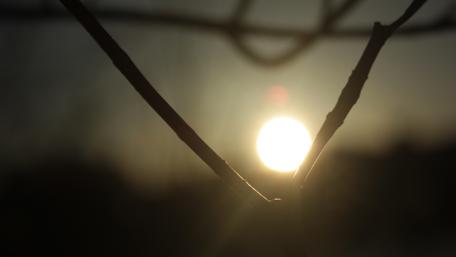 Soothing Sunset Through Branches Framed in Nature's Beauty wallpaper